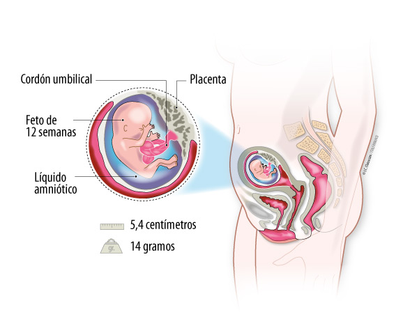 Mensajero Vinagre Ridículo Embarazo semana 12: ¿Bebé con pliegue nucal aumentado? - Natalben