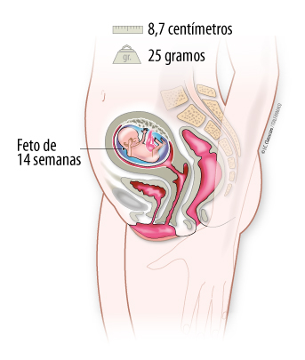 Ilustración semana 14