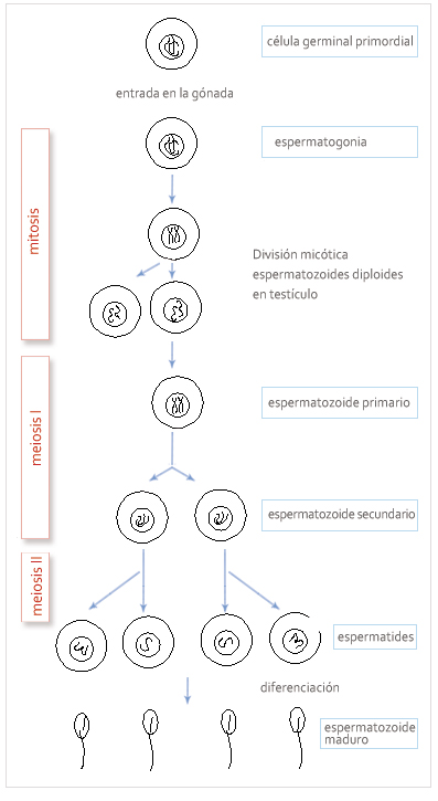 fases de la formación del espermatozoide