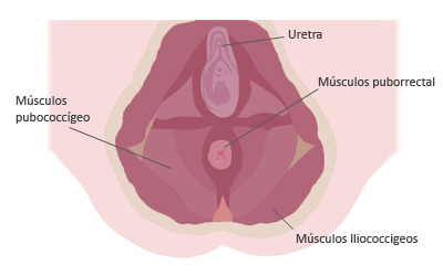 ejercicios kegel