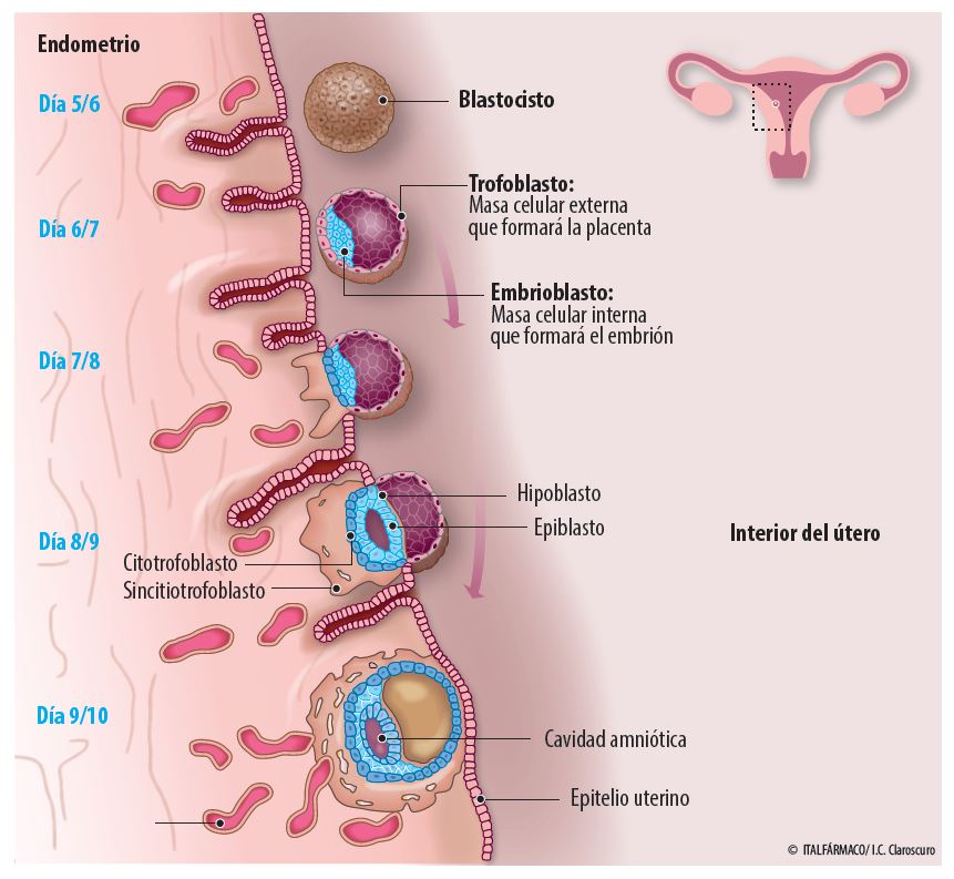 implantacion blastocito