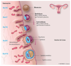 Cómo es la implantación embrionaria: sangrado y sus peculiaridades