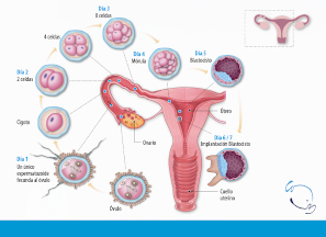 Cómo es la implantación embrionaria: proceso del embarazo