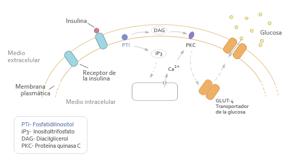 insulina