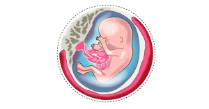 tercer mes embarazo bebe