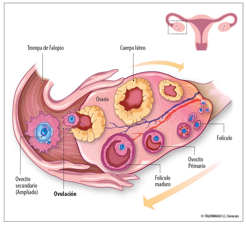 ovulacion