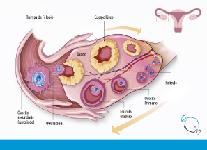 Calcula tu ovulación y ventana de fertilidad