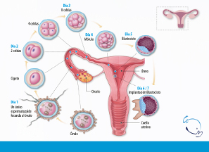 Ovulación y proceso de implantación del embrión