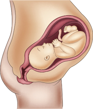 Ser mamá: Guía de embarazo, parto y posparto con ciencia y emoción