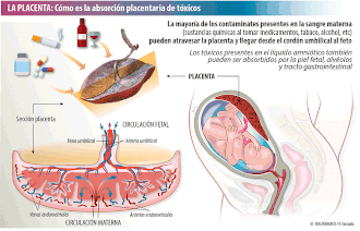 Tóxicos que atraviesan la placenta