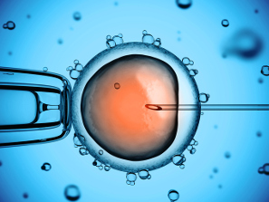 Embrión en reproducción asistida