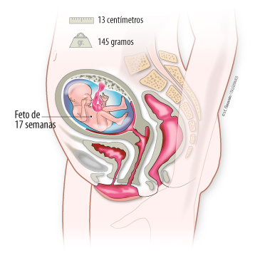 Semana 17 de embarazo cambios en el bebé