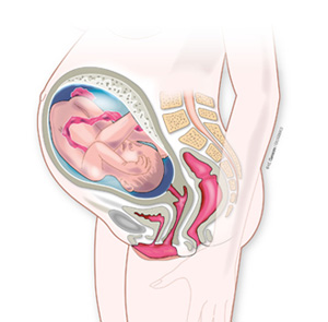 Qué es el latido fetal: el signo de confirmación que marca un