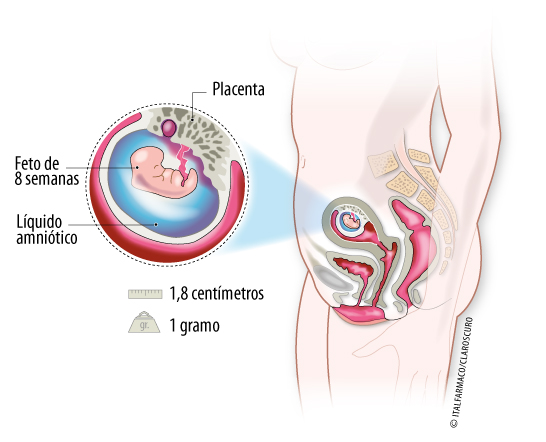 Embarazo semana 8: Vesícula y corazón, a la vista - Natalben