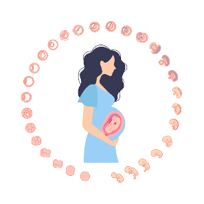 Desarrollo embrión semana 6: Cómo se forman los órganos del bebé