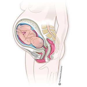 Feto en la semana 38 de embarazo: ilustración