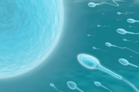 La madre modifica los genes del embrión