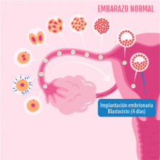 Implantación normal del embrión humano