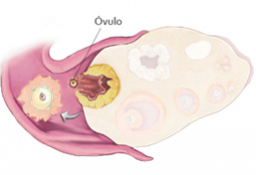 Fases del ciclo de la ovulación