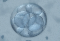 Implantación del embrión