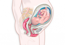 Síntomas del octavo mes de embarazo