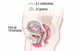 Semana 14 de embarazo: síntomas, desarrollo del bebé, pruebas médicas