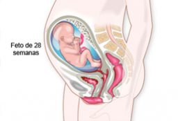 28 semanas de embarazo: vacuna anti D, ejercicios de Kegel