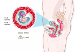 Semana 6 de embarazo: síntomas madre y latido fetal en ecografía