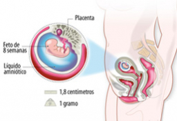 Semana 8 de embarazo: síntomas de la madre y desarrollo del embrión
