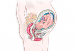Síntomas del sétimo mes de embarazo