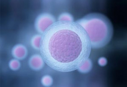 La vitamina D favorece la implantación embrionaria