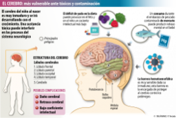 Neurotóxicos y cerebro del niño