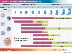 Periodos críticos del desarrollo fetal