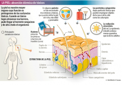 La piel del niño y los contaminantes o tóxicos