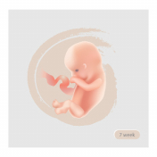 Semana 7 del desarrollo embrionario