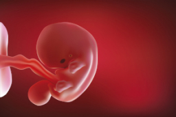 Desarrollo feto semana 8: Genitales internos en formación