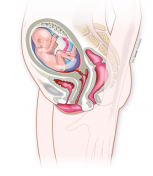 Embarazada con 22 semanas de gestación