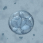 Semana 3 del desarrollo embrionario: la fecundación