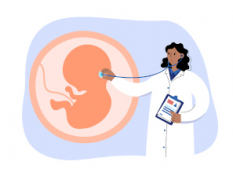 Desarrollo del feto semana 12 de embarazo: órganos y sentidos del bebé