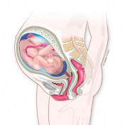 Embarazada de 35 semanas: Mucha presión del bebé en la pelvis