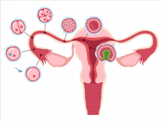 Curiosidades de la implantación del embrión en el útero